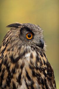 Europäischer Uhu ( Bubo bubo ), Altvogel, klares und detailreiches Kopfporträt, Nahaufnahme