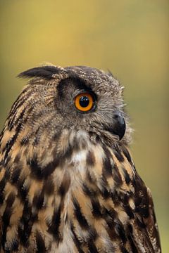 Beautiful and detailed close up, headshot  of an adult Eagle Owl ( Bubo bubo ).