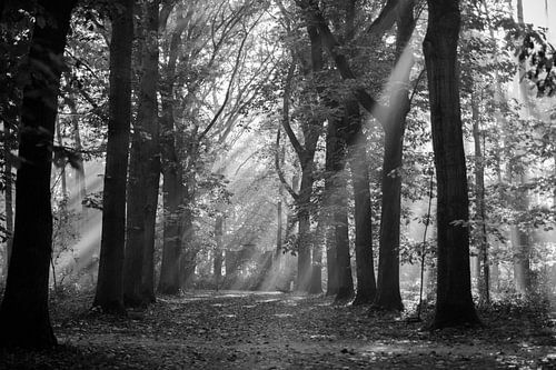 Park of Brasschaat by Ellen Rombouts