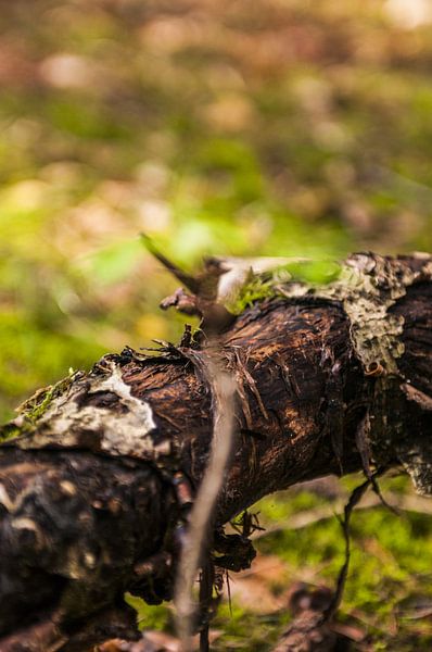 Boomstam gekauwd door een wilde koe par Leon Schijf