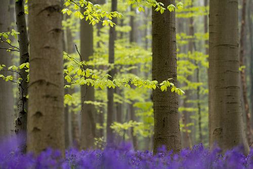 Hallerbos.