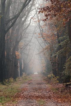 Den Treek forest Amersfoort by Maarten Starink Photography