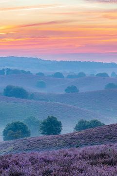 Zonsopgang over bloeiende heidevelden bij de Posbank van Sjoerd van der Wal Fotografie