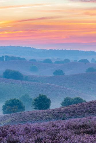 Sunrise over blossoming Heather fields in the hills at the Posbank by Sjoerd van der Wal Photography