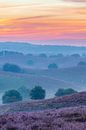 Zonsopgang over bloeiende heidevelden bij de Posbank van Sjoerd van der Wal Fotografie thumbnail