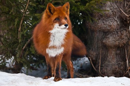 Prachtige rode en zeer pluizige vos op de achtergrond van sparren en witte sneeuw van dichtbij. Staa