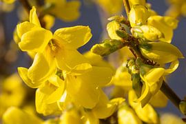Forsythia (Forsythia × intermedia) by Alexander Ludwig