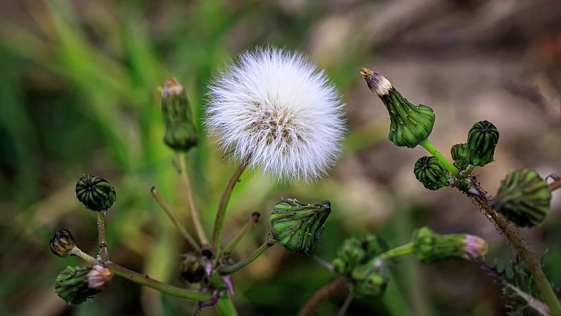 Maasbank Fauna by Henk Rombouts