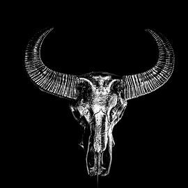 skull b/w by Frank Slaghuis