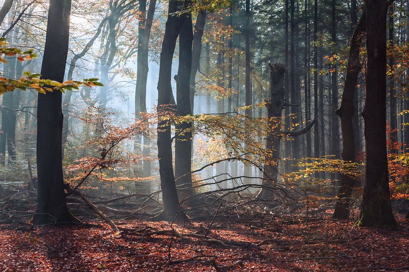 Sunlight by Patrick Verheij