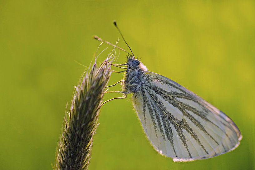 butterfly by Petra Vastenburg