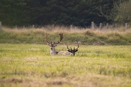 Damhirsche auf der Lauer von Louise Poortvliet