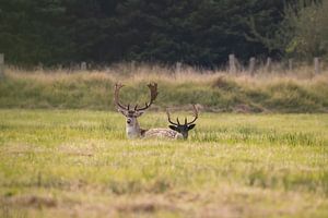 Daims à l'affût