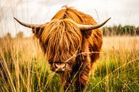 Scottish Highlander looking into the camera