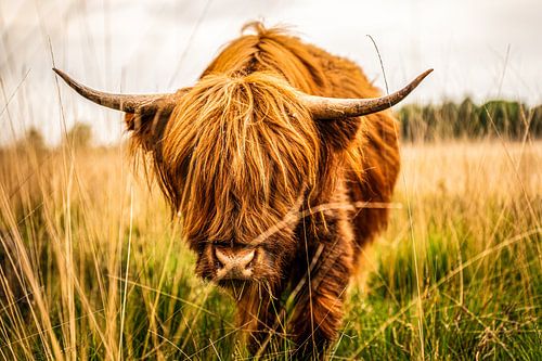 Schottischer Highlander schaut in die Kamera