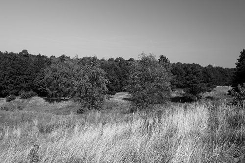 Discover nature in a wooded area in Emsland, Lower Saxony, Germany