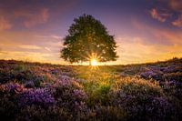 Eenzame Boom op de Posbank