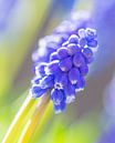 Blauwe druif van Annie Jakobs thumbnail