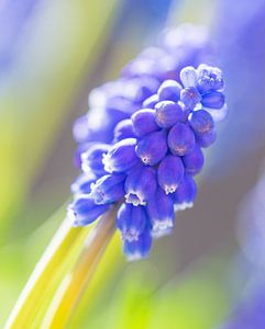 Blauwe druif van Annie Jakobs