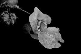 Art floral avec le baume géant sur Jolanda de Jong-Jansen