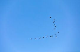 Overview of a group of followers in formation
