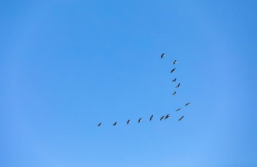 Overzicht van een groep volgels in formatie