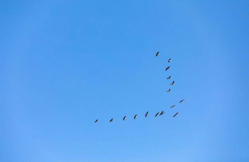 Overview of a group of followers in formation by Percy's fotografie