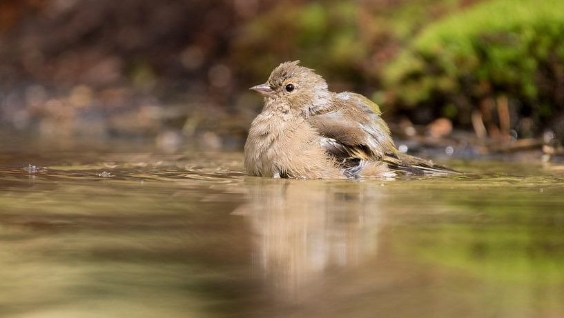 Finch by Tanja van Beuningen