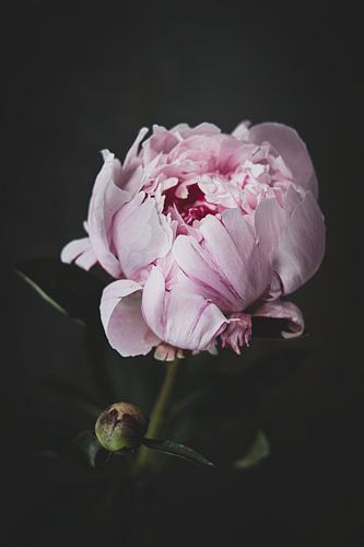 Pivoine