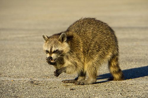Verenigde Staten, Florida, Eten van bandiet gemaskerde wasbeer in de zon