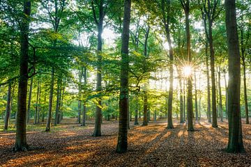 Zonsopkomst in het beukenbos van Sjaak den Breeje