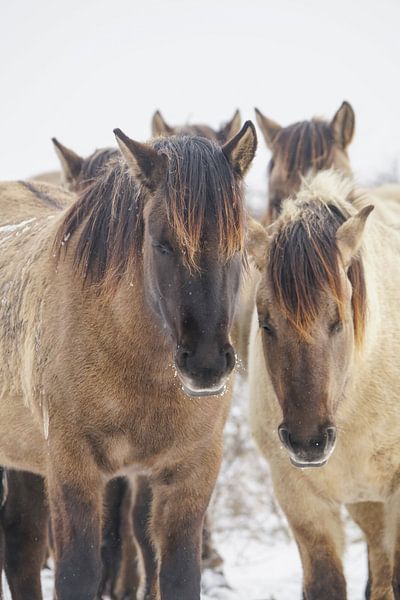 Les chevaux de Konik par Dirk van Egmond