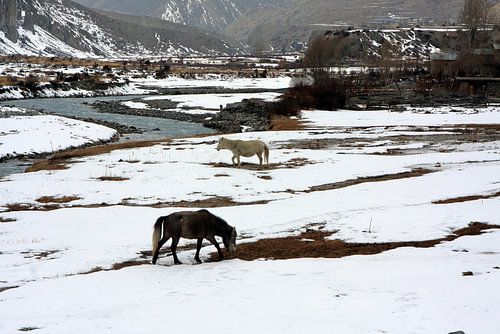Chevaux dans un paysage d'hiver