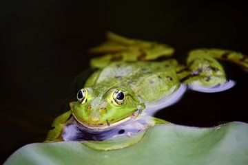 Frog by Ulrike Leone