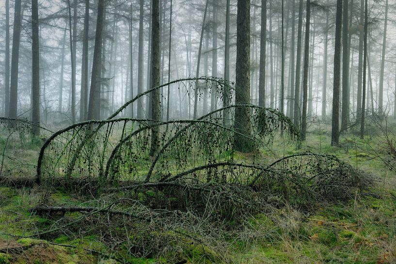Umgefallener Baum in nebligem Wald von Peter Bolman