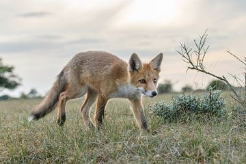 Red fox cub in nature von Menno Schaefer