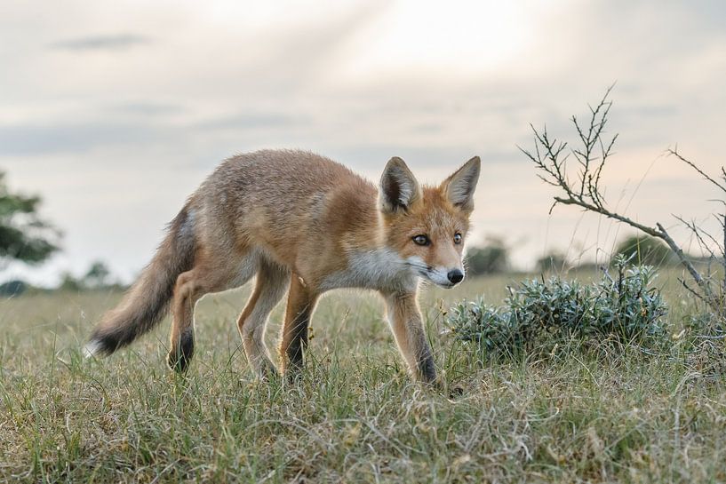 Jonge vos par Menno Schaefer