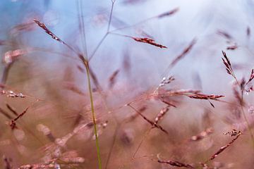 bloeiend gras in magenta kleuren van Eugene Winthagen