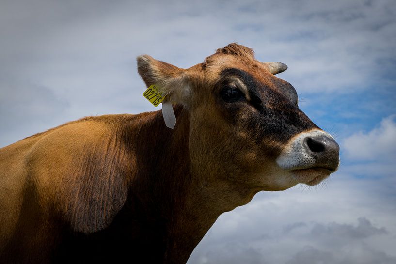 Bluse auf dänische Kuh von Melissa Zwiep