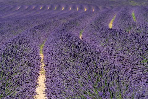 Lavender field in France