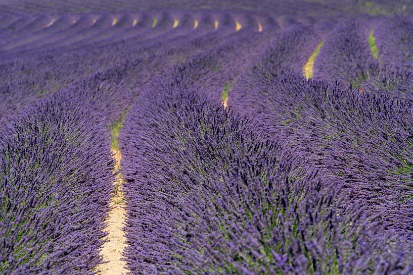 Champ de lavande en France par Achim Prill