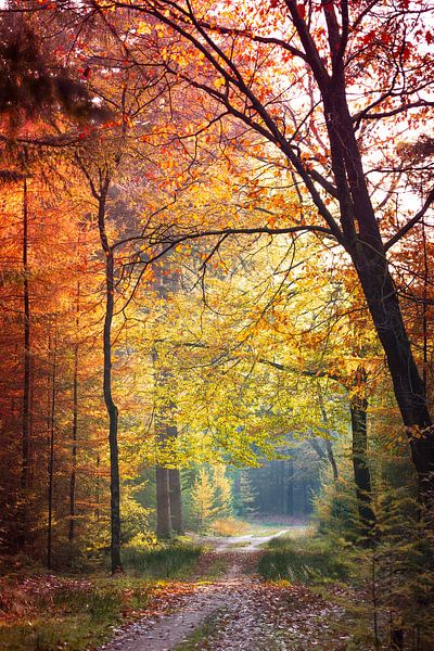 Herfst kleuren in het bos. van Karel Pops