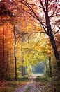 Herfst kleuren in het bos. van Karel Pops thumbnail