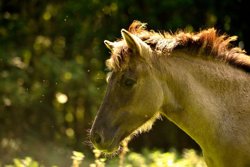 Konik by Arno-Jan Boere