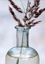 Fleur d'herbe dans un flacon de médicaments par Affect Fotografie Aperçu