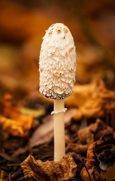 champignon d'encre par Auke Hamers