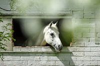 Horse in stable staring through window