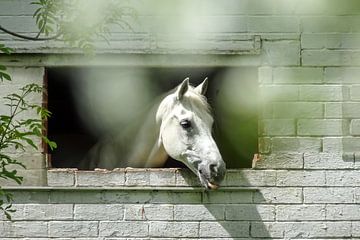 Paard op stal starend door venster van Lieven Tomme