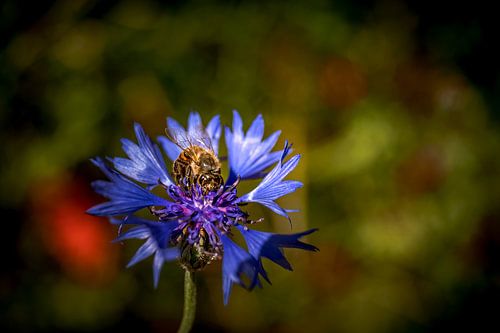 Bloem, korenbloem met bij