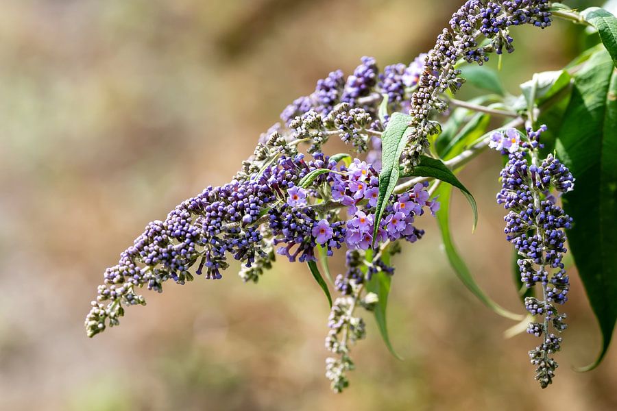Explosie van Pastel: Een Botanisch Stilleven
